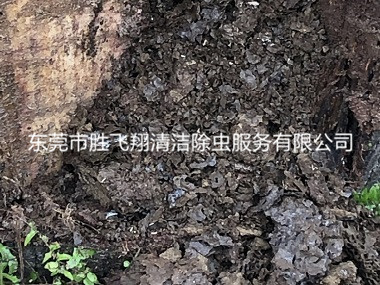 万江工厂库房防治白蚁巢