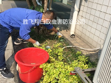 清溪社区灭鼠工程