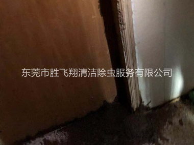 茶山房屋防治白蚁工程